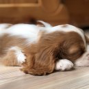 곱슬강아지 이미지