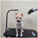 주멍멍 | 덕양구애견미용 마음 편한 우리 아이 미용 경험