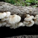 하얀버섯 이미지