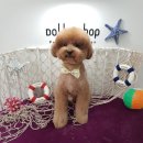 돌리샵 | 푸들 가위컷 미용샵 솔직후기: 신중동역 돌리샵:)