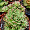 라온하제 이미지