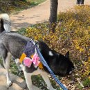 홈스토아 | 우리 강아지 인생샷 치트키! 핏어팻독 강아지리본 코디 후기