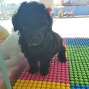 블루독 애견샵 이미지