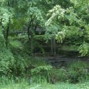 편백나무숲 이미지