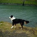 애견백과 - 페로이즈 쉽도그 (Faroese Sheepdog) 이미지