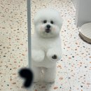 봄, 그루밍 이미지