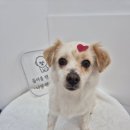 거창하개 이미지