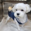 청운동물병원 이미지