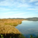 순천-35호 이미지