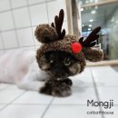 고양이 목욕탕 이미지