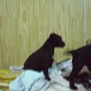 맥코이 켄넬 이미지