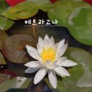 나흘만에집사람이머리를씼겨주는바람에샤워까지늘보리쌀을찰보리쌀로바꾸고주유소에들러면세유신고불루베리수련물주기만보인증15,174보10.10km 이미지