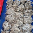 쭈꾸미스타 이미지