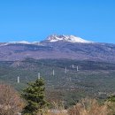 칭구장어 이미지