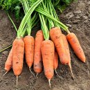 춘심이네 이미지