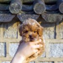 김해 강아지분양 고양이분양 도그하우스 대성점 | 김해 강아지 우리집 새식구를 소개합니다