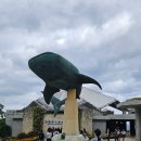 77수족관 | [오키나와 가족여행] 10개월 아기랑 츄라우미 수족관 (수유실, 주차장, 관람 꿀팁 총정리)