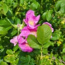 교동면 인사리 평화나들길 | 교동도 - 월선포구 &amp; 다을새길정원