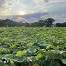 강주연못 이미지