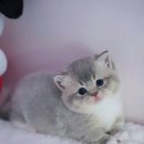 양주고양이분양 모나미네코 옥정신도시점 이미지