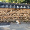 솔나무안집 이미지