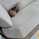지가민헤어