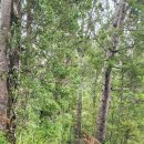 2026년 2월14일 Cascade Kauri 이미지