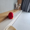 강아지홀릭 | 132 알망이의 시식 후기 10(강아지 간식캔), 뉴트리플랜 홀릭 닭가슴살