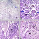 레지우스보구치(Argyrosomus regius)의 Enterococcus faecalis 이미지