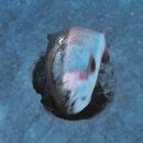 평창(강릉) 이미지