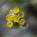 솜방망이 이미지