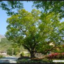 서창 소나무 이미지