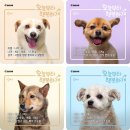 행복하개 반려동물 센터 쿠키뉴스