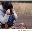 선아목장 이미지