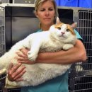 뚱보 고양이 이미지