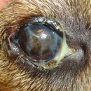 이로운 강아지 이미지