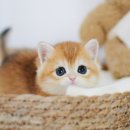 수원고양이분양 나비캣 이미지