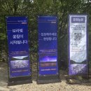 햇살농원 애견 | 문경 문희농원 주차 개미취 꽃축제 개화상황