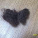 달곰펫 네이버블로그