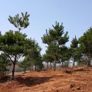 소낭구 이미지