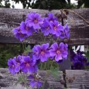 우리 늘 이미지