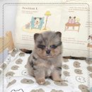 꽃강아지 이미지