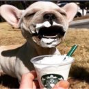 멍푸치노 이미지