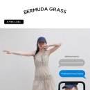 버뮤다그래스(BERMUDA GRASS) 이미지