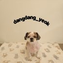 아름애견 이미지