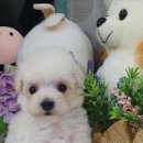 우아펫 대전점 이미지