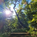 비밀의 정원 이미지