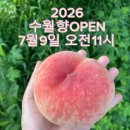 홍길동농장 | 2026 수월향 복숭아 주문 오픈! 조치원볼빨간복숭아 첫 수확 일정 안내[조치원볼빨간복숭아]