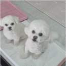 오키독키 네이버블로그