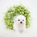 천안 고양이분양 도로시펫 이미지